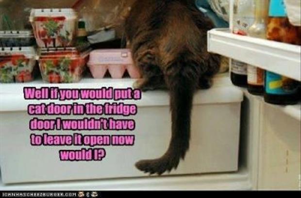 funny animals (14)