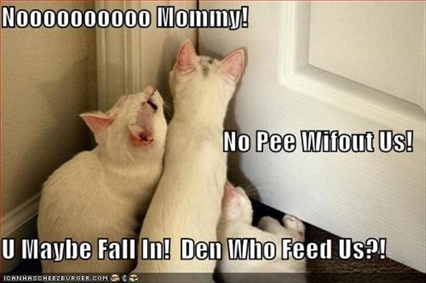 funny animals (4)