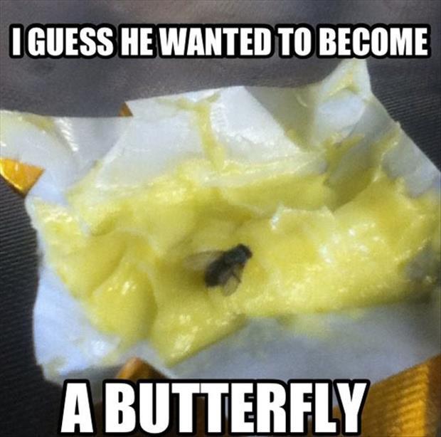 funny butterfly