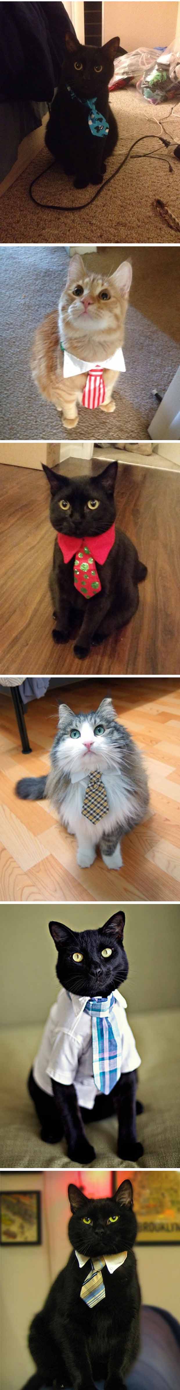 funny-office-cat-costume-tie