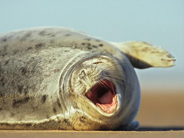 funny seals (13)