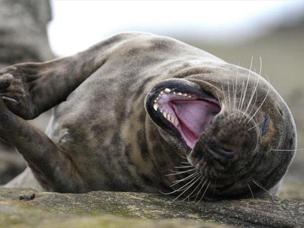 funny seals (14)