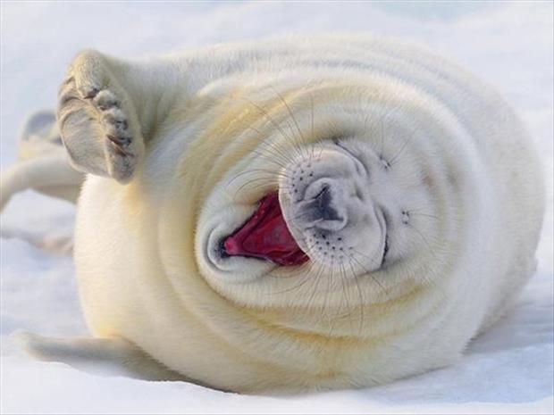 funny seals (2)
