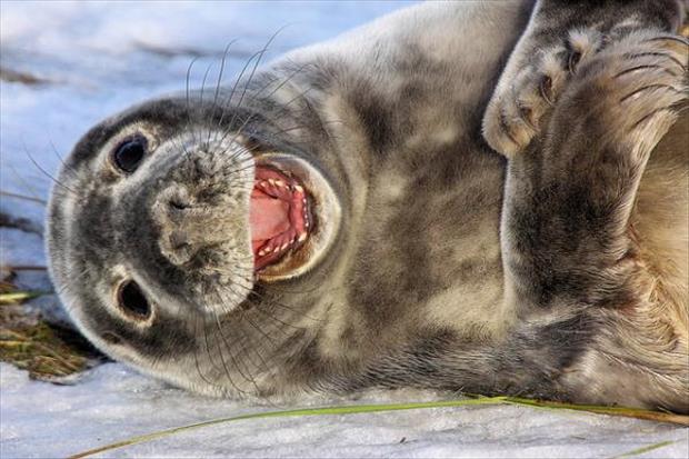 funny seals (3)