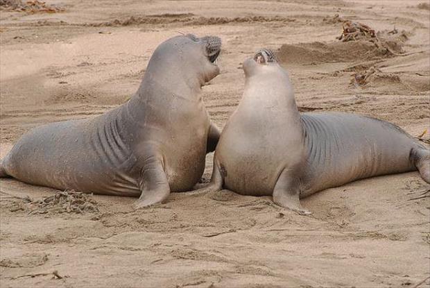 funny seals (4)