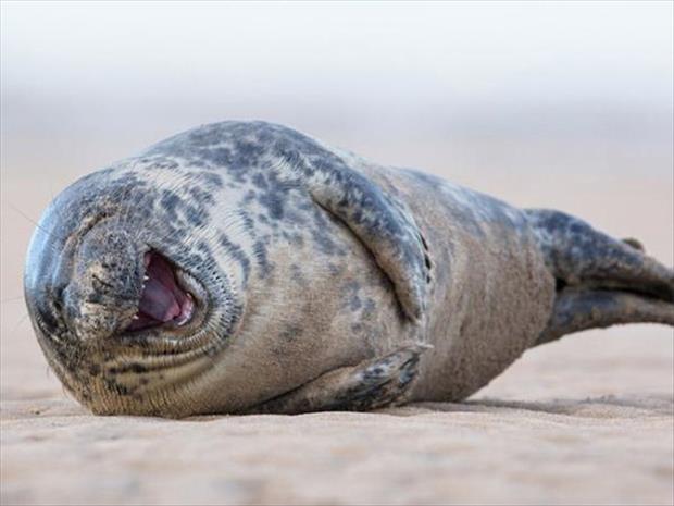 funny seals (9)