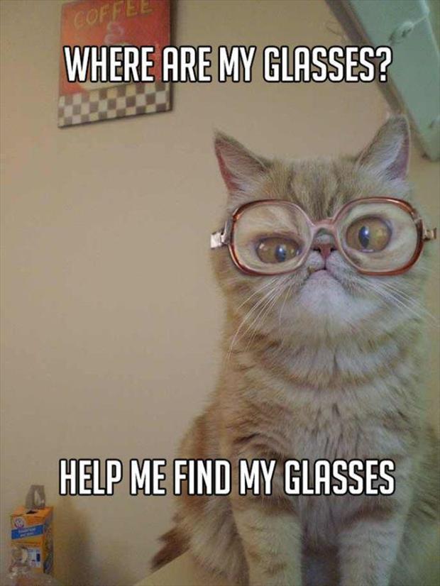 grandma cat meme (11)