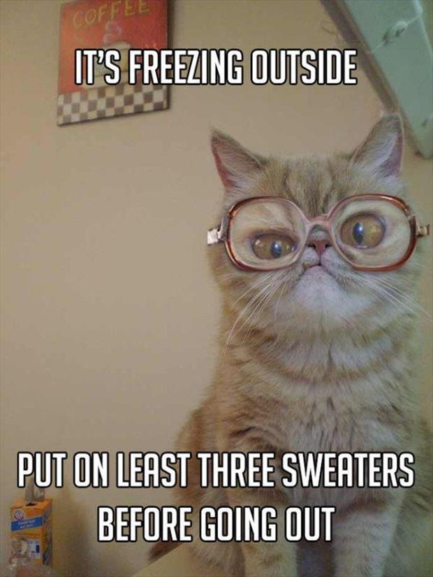 grandma cat meme (13)