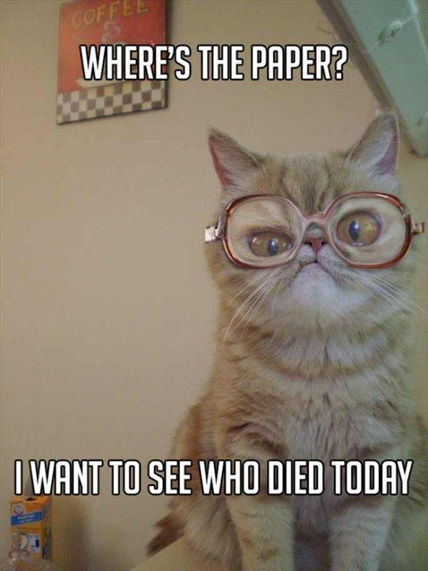 grandma cat meme (2)