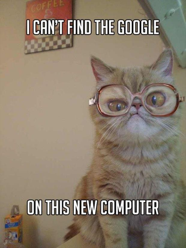 grandma cat meme (3)