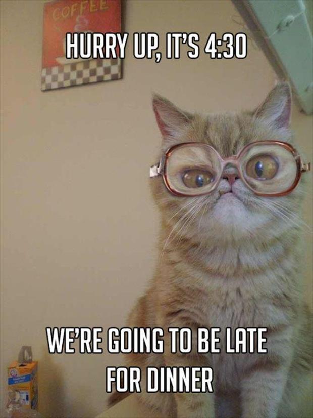 grandma cat meme (4)