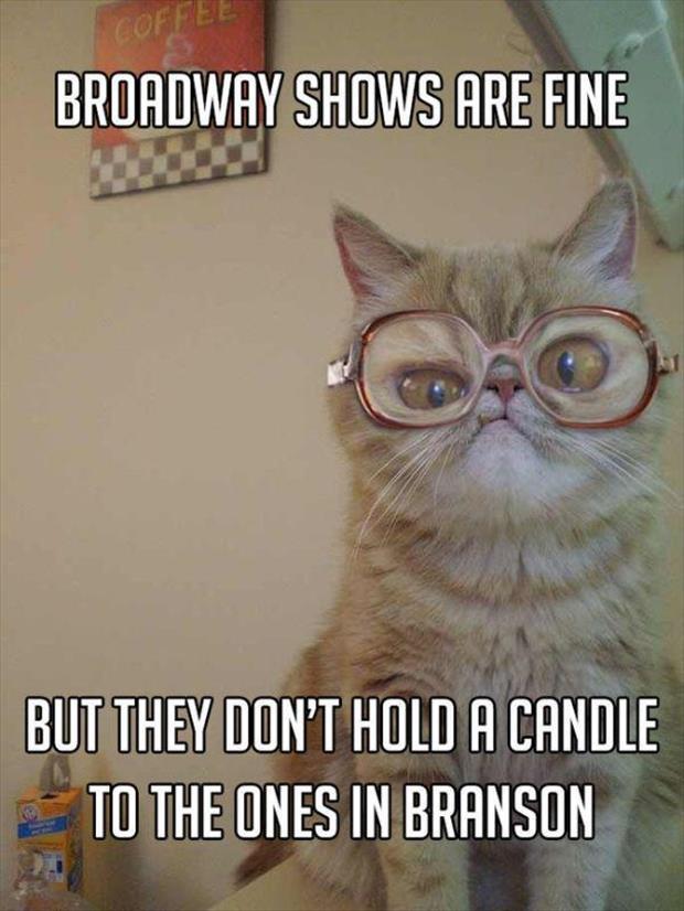 grandma cat meme (6)