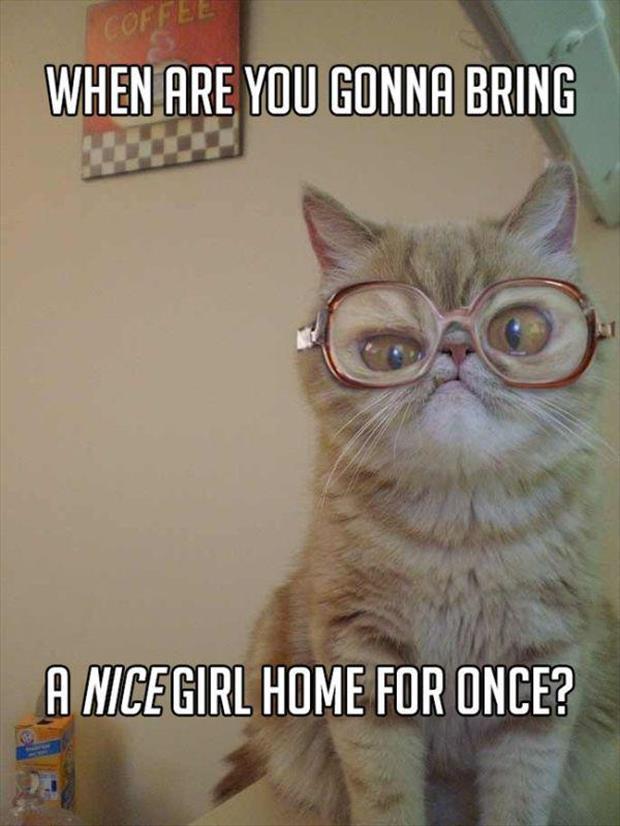 grandma cat meme (8)