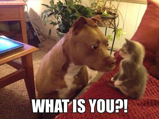 pitbull and cat