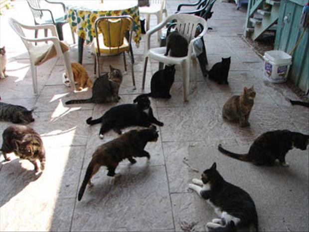 the cat meetings (12)