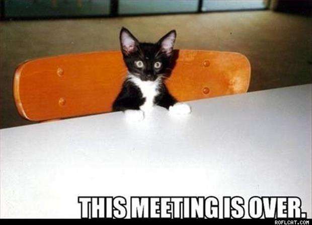 the cat meetings (16)