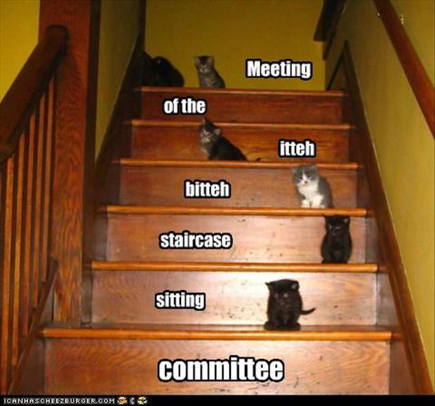 the cat meetings (2)