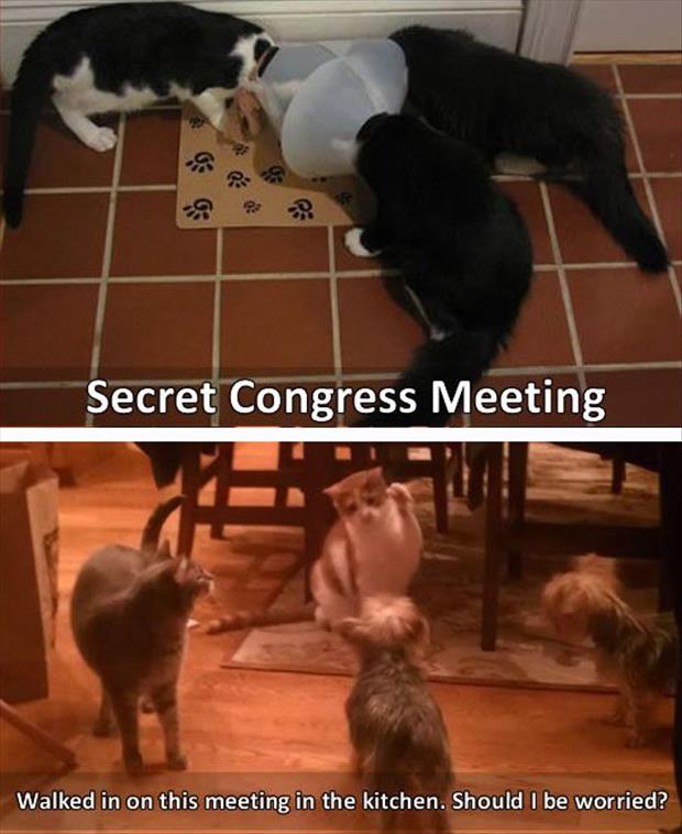 the cat meetings (3)