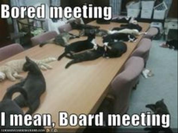 the cat meetings (9)