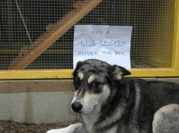 the dog shaming