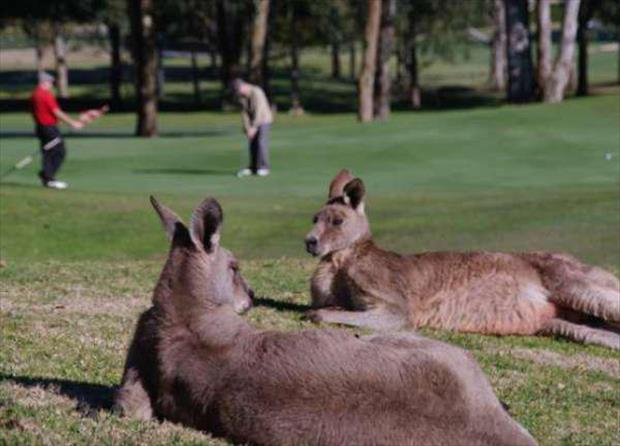 Australia is weird (6)