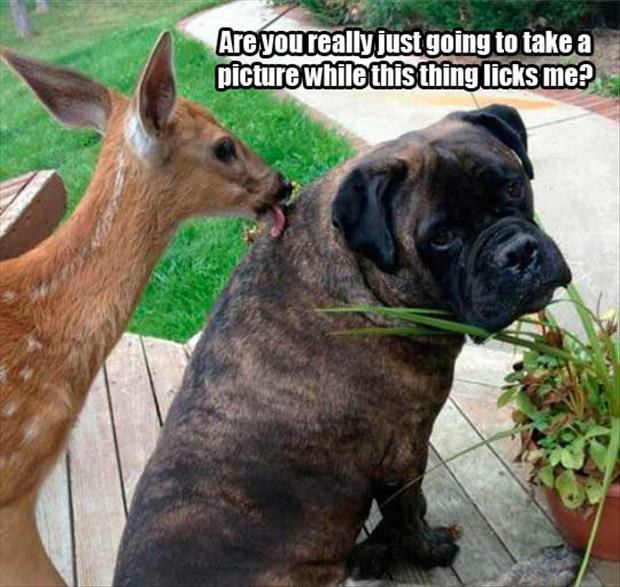 a funny animals (1)