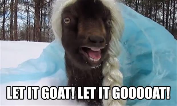 a goat wants to build a snowman