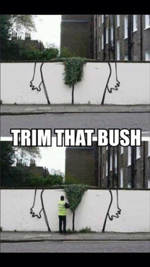 bush needs trimmed