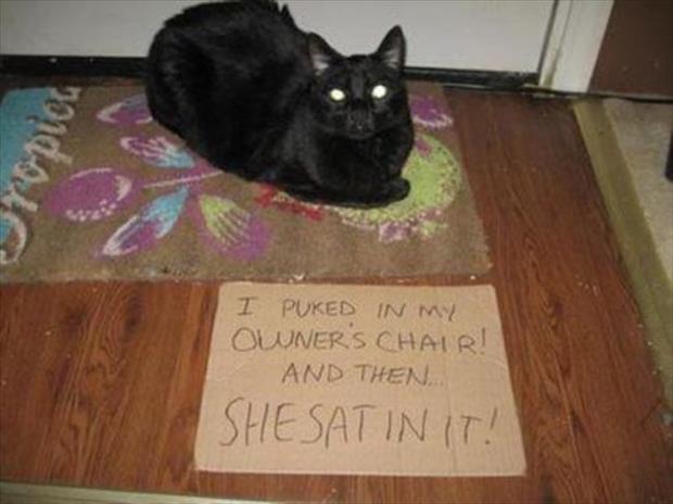 cat shaming (11)