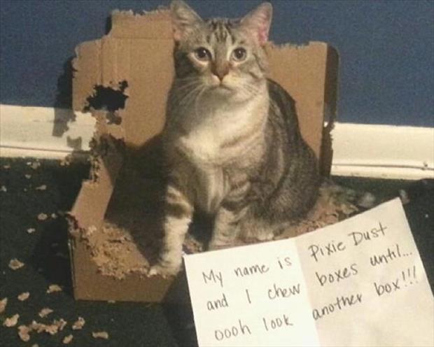 cat shaming (16)