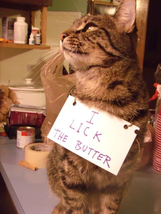 cat shaming (3)