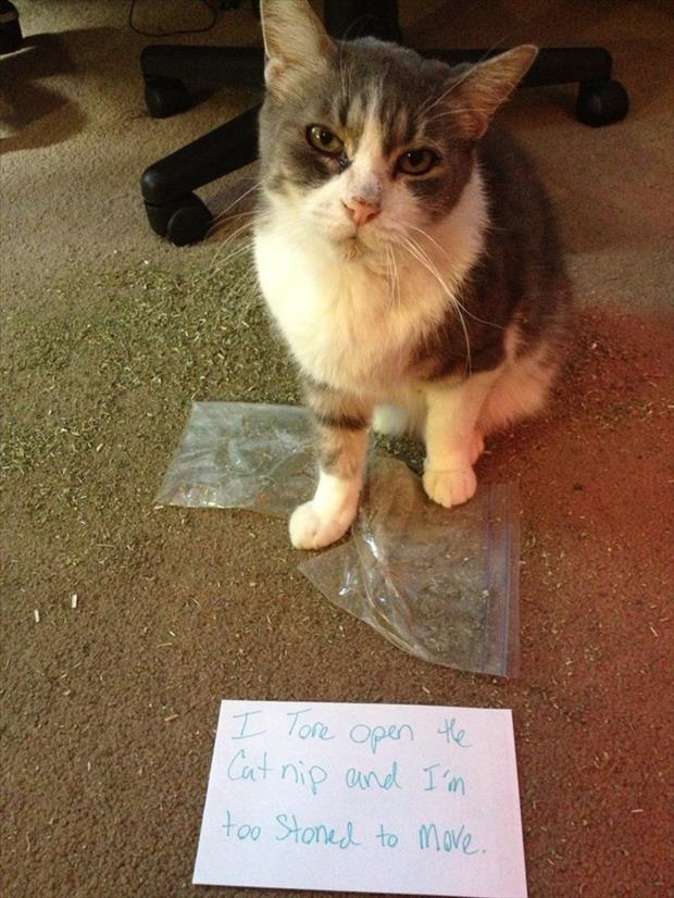 cat shaming (4)