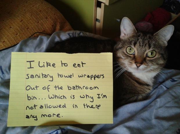 cat shaming (6)