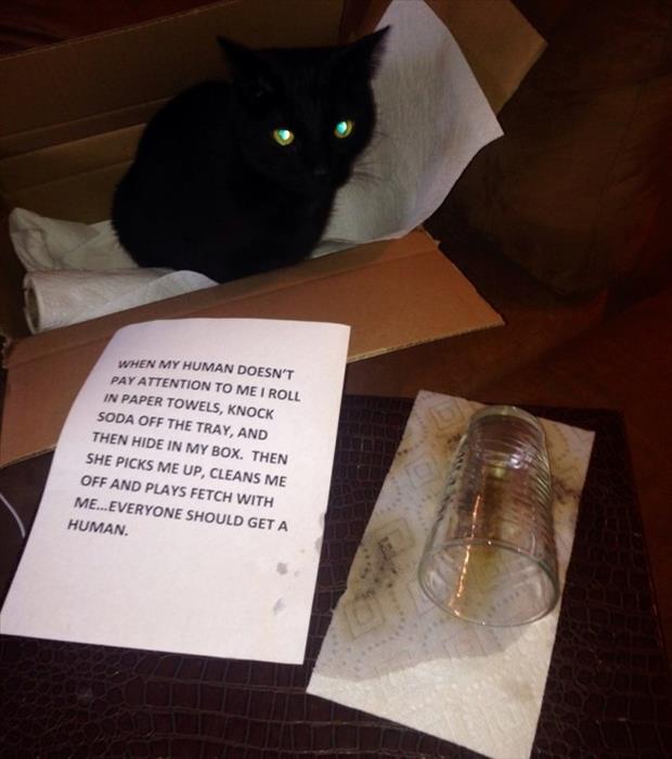 cat shaming (7)