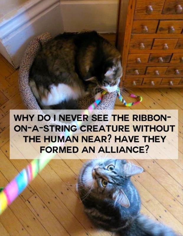 cat thoughts (5)