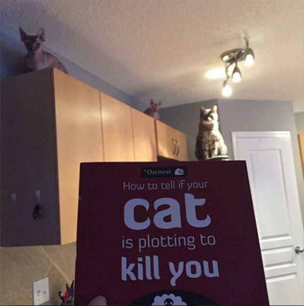 how to tell if your cat is trying to kill you