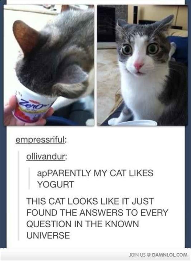 my cat likes yogurt