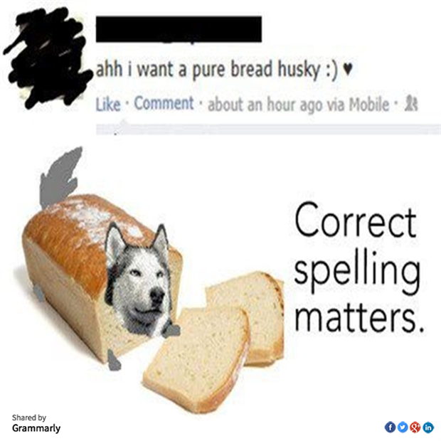 pure bread husky