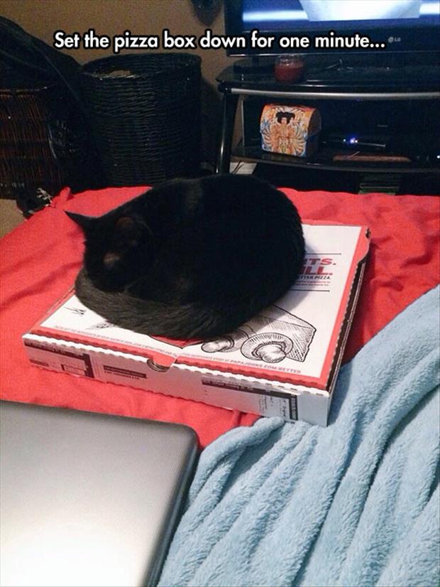 the cat loves pizza boxes