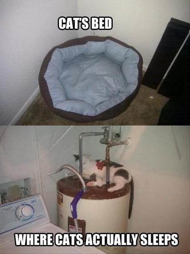 the cats bed