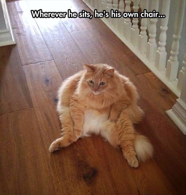 the funny animal pictures (16)