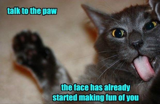 the funny animal pictures (23)