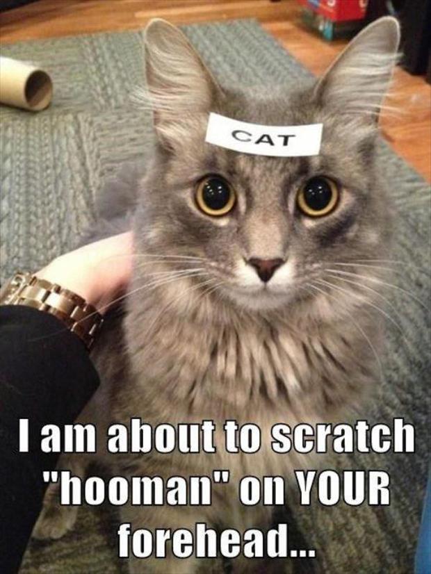 the funny animal pictures (31)