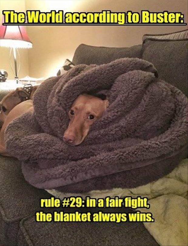 the funny animals (34)
