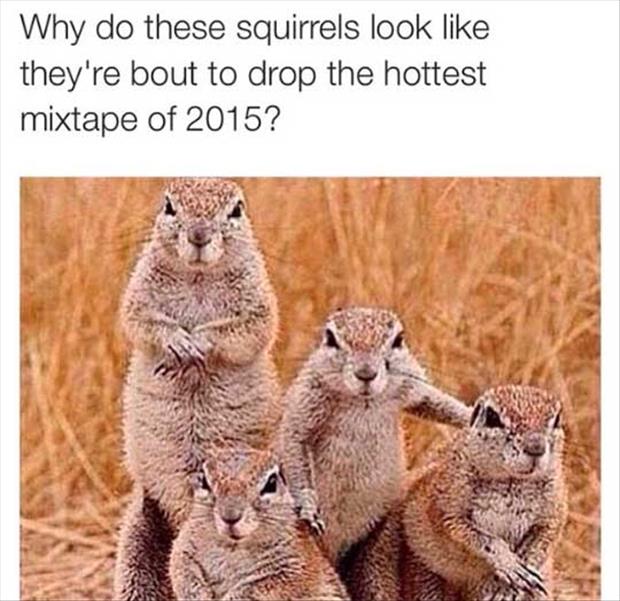 these squirrels