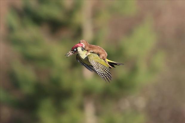 weasel riding a woodpecker meme (1)