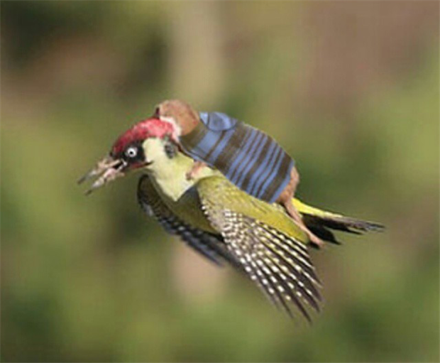 weasel riding a woodpecker meme (1)