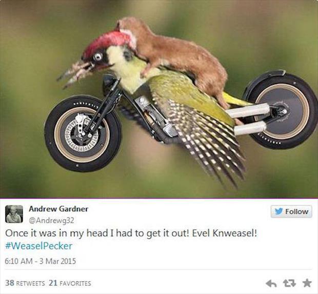 weasel riding a woodpecker meme (2)