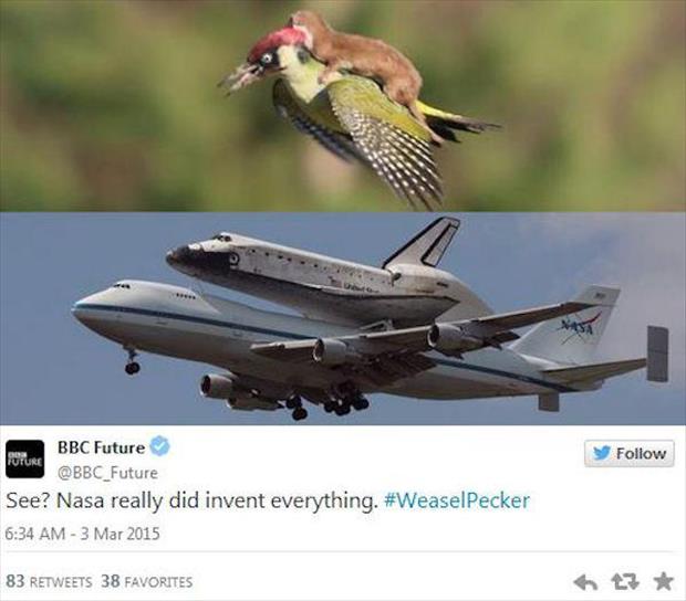 weasel riding a woodpecker meme (4)