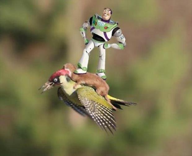 weasel riding a woodpecker meme (5)